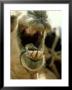 Camel, Mouth, Kenya by David Cayless Limited Edition Print