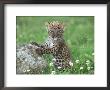 African Spotted Leopard, Panthera Pardus Cub by Alan And Sandy Carey Limited Edition Print