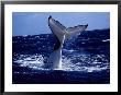 Humpback Whale, Lobtailing, Polynesia by Gerard Soury Limited Edition Print