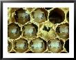 Honey Bee, Heads Of Pre-Pupae by Oxford Scientific Limited Edition Print