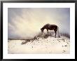 Chocolate Horse Feeding From Dry Brush by Jan Lakey Limited Edition Print
