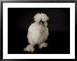 Silkie Bantam Chicken At The Sunset Zoo, Kansas by Joel Sartore Limited Edition Print