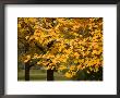 Maple Trees Reach Their Peak Of Fall Color by Joel Sartore Limited Edition Print
