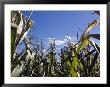 Frog's Eye View Looking Up At Corn Stalks by Stacy Gold Limited Edition Pricing Art Print