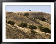Valley Oak Trees Cast Shadows On A Dry Hillside, California by Rich Reid Limited Edition Print