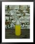 Bottle Of Limoncello Sits On A Picnic Table At A Tuscan Villa, Tuscany, Italy by Todd Gipstein Limited Edition Print