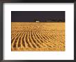 Landscape Of Farm Field After Storm, Kansas by Brimberg & Coulson Limited Edition Print