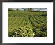 Coffee Plantations On The Slopes Of The Poas Volcano, Near San Jose, Costa Rica by Robert Harding Limited Edition Print