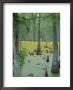 Cajun Country, Atchatalaya Swamp, Near Gibson, Louisiana, Usa by Robert Francis Limited Edition Pricing Art Print