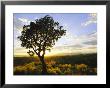 Tree In Silhouette At Sunrise, Daan Viljoen Game Park, Near Windhoek, Namibia by Lee Frost Limited Edition Pricing Art Print
