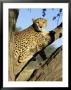 Cheetah, Acinonyx Jubartus, Sitting In Tree, In Captivity, Namibia, Africa by Ann & Steve Toon Limited Edition Pricing Art Print
