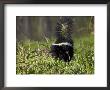 Striped Skunk With Tail Up, Minnesota Wildlife Connection, Sandstone, Minnesota, Usa by James Hager Limited Edition Print