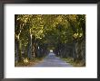 Tree Avenue In Fall, Senne, Nordrhein Westfalen (North Rhine Westphalia), Germany, Europe by Thorsten Milse Limited Edition Print