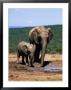 African Elephants, Loxodonta Africana, Mother And Young, Eastern Cape, South Africa by Ann & Steve Toon Limited Edition Print