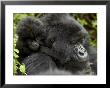 Infant Mountain Gorilla Clinging To Its Mother's Neck, Amahoro A Group, Rwanda, Africa by James Hager Limited Edition Print