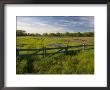 Texas Blue Bonnets, Vetch In Meadow Near Brenham, Texas, Usa by Darrell Gulin Limited Edition Print