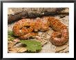 Corn Snake, Sarasota County, Usa by David M. Dennis Limited Edition Pricing Art Print