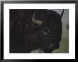 A Close View Of An American Bison Wet With Rain by Raymond Gehman Limited Edition Pricing Art Print