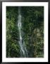 Waterfall Cascading Down A Vine And Fern-Covered Rock Face by Tim Laman Limited Edition Pricing Art Print