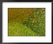 Pebbles On A Creek Bottom Seen Through Water by Raul Touzon Limited Edition Print