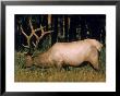 Large Elk Grazing In Yellowstone National Park by Eliot Elisofon Limited Edition Print