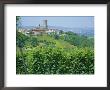 Vines In Vineyards Around Barbaresco, The Langhe, Piemonte (Piedmont), Italy, Europe by Sheila Terry Limited Edition Print