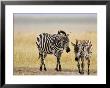 Zebra And Juvenile Zebra On The Maasai Mara, Kenya by Joe Restuccia Iii Limited Edition Print