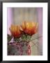 Flower, Tucson Botanical Gardens, Arizona, Usa by John & Lisa Merrill Limited Edition Pricing Art Print