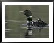 Common Loon Calling With Chick Riding On Back In Water, Kamloops, British Columbia, Canada by Arthur Morris Limited Edition Print