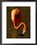 Caribbean Or West Indian Flamingo, California, Usa by Daniel Cox Limited Edition Print