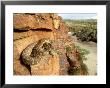 Bredls Carpet Python On Cliff Ledge, Australia by Michael Fogden Limited Edition Print