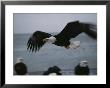 A Northern American Bald Eagle Flies Low Over Top Other Bald Eagles Hunting For Fish by Norbert Rosing Limited Edition Print