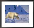 Male Polar Bear(Ursus Maritimus) In Spring, Svalbard/Spitsbergen, Arctic by Lousie Murray Limited Edition Print