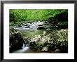Summer Scene Along West Prong Of Little River, Usa by Willard Clay Limited Edition Print