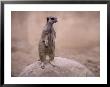 Slender Tailed Meerkat, Suricata Suricatta by Mark Newman Limited Edition Print