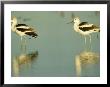 American Avocet, Pair, Sinaloa, Mexico by Patricio Robles Gil Limited Edition Print