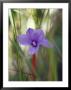 Short Purple Flag, Patersonia Fragilis, Emerges Into A Sun Ray, Yellingbo Nature Reserve, Australia by Jason Edwards Limited Edition Print