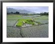 Paddy Fields, Farmers Planting Rice, Kashmir, India by John Henry Claude Wilson Limited Edition Print