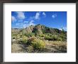 Brittlebushes With Mountains Behind, Sonoran Desert, Anza-Borrego Desert State Park, Usa by Marco Simoni Limited Edition Pricing Art Print