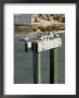Sea Birds On Post, Key West, Florida, Usa by R H Productions Limited Edition Print