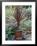 Cordyline Australis In Pot With Convolvulus Sabatius Growing Around It by Sunniva Harte Limited Edition Print