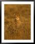 A Young Cheetah Sitting In Grass Illuminated In A Golden Light (Acinonyx Jubatus) by Roy Toft Limited Edition Print