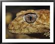 Close View Of The Head Of A Rough Knob-Tail Gecko by Jason Edwards Limited Edition Print