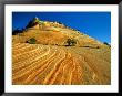 Layered Sandstone In Zion Canyon, Zion National Park, Utah, Usa by Chuck Haney Limited Edition Print