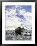 Yak In Front Of Mount Everest by Michael Brown Limited Edition Pricing Art Print