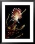 Flabellina Nudibranch, Feeding, Uk by Mark Webster Limited Edition Print