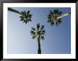 Palm Trees Photographed Against A Blue Florida Sky by Stephen St. John Limited Edition Pricing Art Print