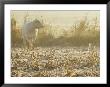 A White Cow Standing In A Harvested Cornfield by Kenneth Garrett Limited Edition Print