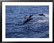 A Group Of Dolphins Leap From The Ocean Near Kona, Hawaii by Heather Perry Limited Edition Pricing Art Print