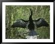 Male Anhinga Spreads Its Wings While Perched On A Tree Branch by Klaus Nigge Limited Edition Print